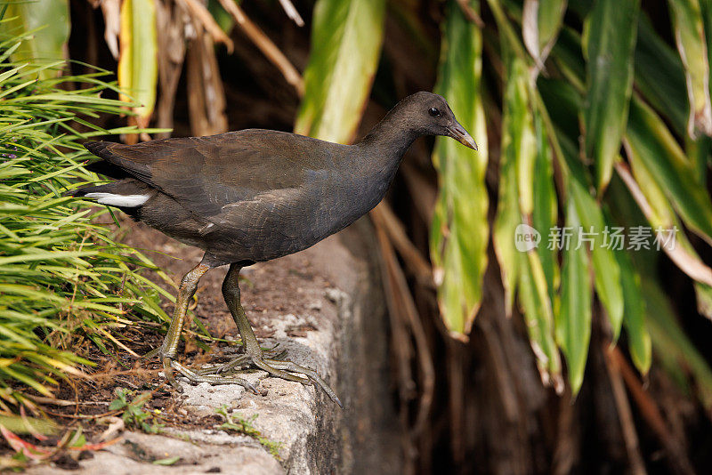 年轻的Dusky Moorhen，黄毛鸡